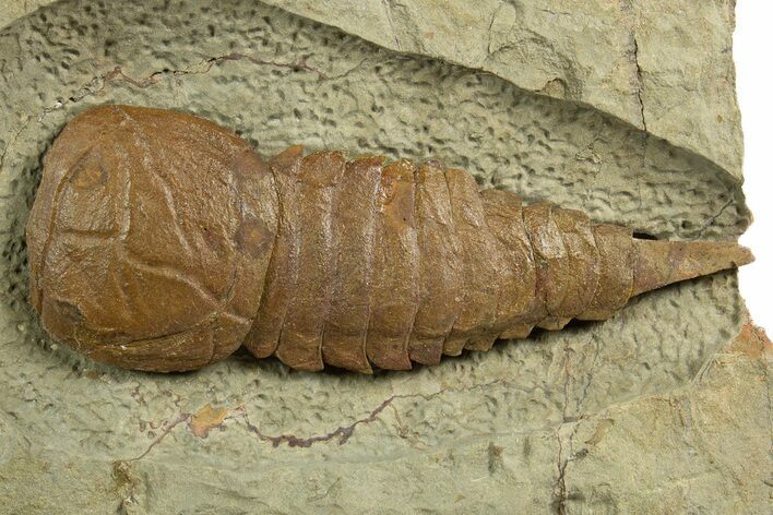 Soft-Bodied Fossil Aglaspid (Tremaglaspis) - Fezouata Formation #344455